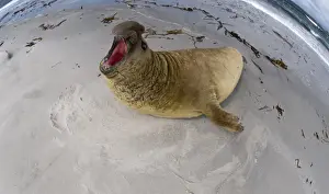 Falklands Prints: Southern Elephant Seal Mirounga leonina bull (beachmaster) exerting his authoity