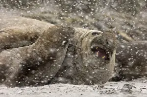 Southern Elephant Seal Mirounga leonina bull (beachmaster) Sea lion Island Falklands