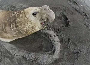 South Georgia Prints: Southern Elephant Seal Mirounga leonina St Andrews Bay South Georgia October