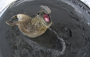 Southern Elephant Seal showing territorial aggression towards a rival male St Andrews Southern Elephant Seal showing territorial aggression towards a rival male St Andrews