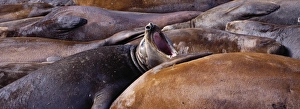 Seals Prints: Southern Elephant Seals, Mirounga leonina, in wallow, Hannah Point, Livingston Island