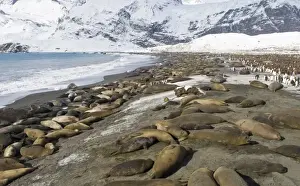 South Georgia Prints: Southern Elephant Seals mirounga leonina on beach at Gold Harbour South Georgia November