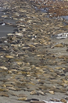 Southern Elephant Seals Mirounga leonina and King Penguin Aptenodytes patagonicus