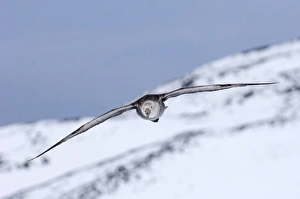 Southern Giant Petrel Macronectes giganteus Half Moon Island Antarctica