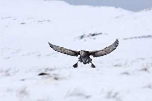 Southern Giant Petrel Macronectes giganteus Half Moon Island Antarctica