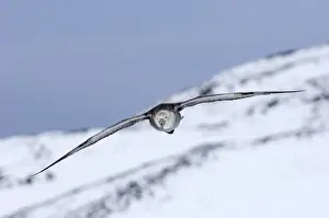 Southern Giant Petrel Macronectes giganteus Half Moon Island Antarctica