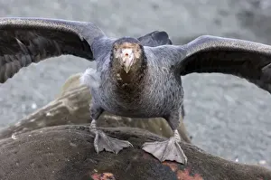 Southern Giant Petrel Macronectes giganteus on seal carcass South Georgia
