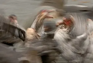South Georgia Prints: Southern Giant Petrels fighting over a penguin carcass St Andrews Bay South Georgia