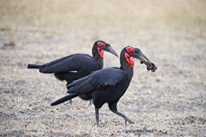 Ground Hornbill Masai Mara Kenya