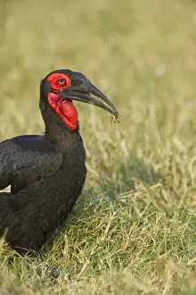 Kenya Prints: Southern Ground Hornbill Bucorvus leadbeateri Masai Mara Kenya