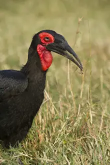 Kenya Prints: southern ground hornbill ground hornbill masai mara