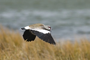 Southern Lapwing Vanellus chilensis male calling Tierra del Fuego Argentina November Southern Lapwing Vanellus chilensis male calling Tierra del Fuego Argentina November