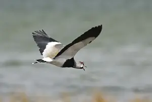 Southern Lapwing Vanellus chilensis male calling Tierra del Fuego Argentina November