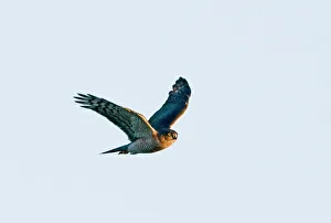 Trending: Sparrowhawk Accipiter nisus male Norfolk winter
