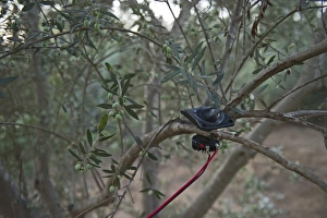 Speaker attached to sound system to play bird song to attract song birds for catching Speaker attached to sound system to play bird song to attract song birds for catching
