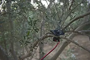 Autumn Prints: Speaker attached to sound system to play bird song to attract song birds for catching