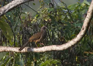 Neotropical Prints: Speckled Chachalaca Ortalis guttata Tambopata Peru