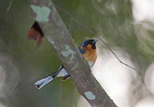 Spectacled Monarch Monarcha trivigratus Northern Queensland Australia Spectacled Monarch Monarcha trivigratus Northern Queensland Australia