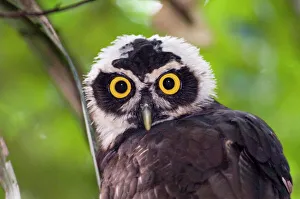 Spectacled Owl Pulsatrix perspicillata chapmani immature Panama Spectacled Owl Pulsatrix perspicillata chapmani immature Panama