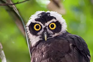 Rainforest Prints: Spectacled Owl Pulsatrix perspicillata chapmani immature Panama