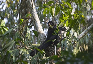 Neotropical Prints: Spider Monkey Tambopata Peruvian Amazon