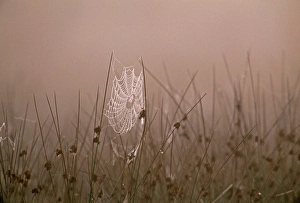 Dawn Prints: Spiders Web covered in dew on autumnal morning, Kent, UK, September