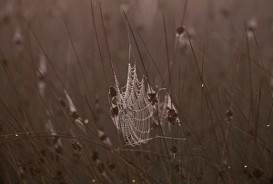 Autumn Prints: Spiders web covered in dew in early morning, Kent, UK, autumn