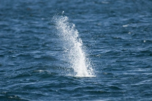 Splash from Gannet Sula bassana diving off Mousa Shetland June Splash from Gannet Sula bassana diving off Mousa Shetland June