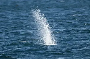 Shetland Prints: Splash from Gannet Sula bassana diving off Mousa Shetland June