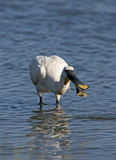 Spoonbill Platalea leucorodia Cley Norfolk July