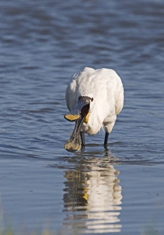 Spoonbill Platalea leucorodia Cley Norfolk July