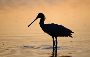 Silhouetted Prints: Spoonbill Platalea leucorodia silhouetted at dusk Cley Norfolk July