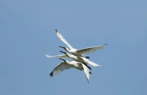 Flock Prints: Spoonbills Platalea leucorodia Cley Norfolk July 2009