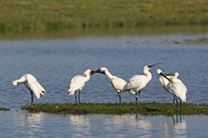 Spoonbills Platalea leucorodia Cley Norfolk July