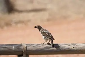 Australia Prints: Spotted Bowerbird Chlamydera maculata Queensland Australia