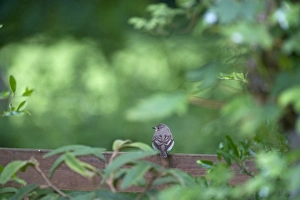 Spotted Flycatcher Muscicapa striata in garden Norfolk Summer Spotted Flycatcher Muscicapa striata in garden Norfolk Summer