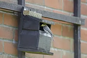 Spotted Flycatcher Muscicapa striata at nest box on side of house Norfolk