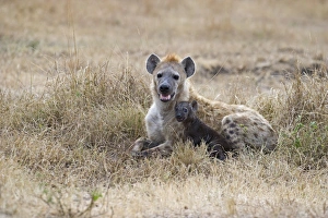 Spotted Hyena Crocuta crocuta with young pup Masai Mara Kenya