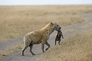 Spotted Hyena Crocuta crocuta with young pup Masai Mara Kenya