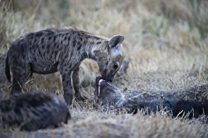 Spotted Hyena Crocuta crocuta with young pup Masai Mara Kenya