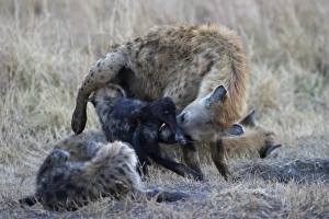 Spotted Hyena Crocuta crocuta with young pup Masai Mara Kenya Spotted Hyena Crocuta crocuta with young pup Masai Mara Kenya