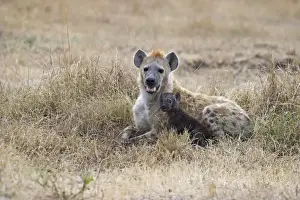 Spotted Hyena Crocuta crocuta with young pup Masai Mara Kenya
