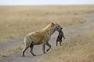 Spotted Hyena Crocuta crocuta with young pup Masai Mara Kenya