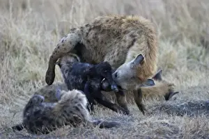 : Spotted Hyena Crocuta crocuta with young pup Masai Mara Kenya