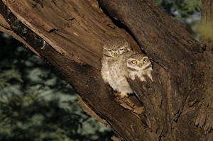 Bharatpur Prints: Spotted Owlet Athene brama Bharatpur India