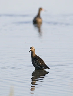 Spotted Redshank Tringa erythropus adult summer Titchwell Norfolk July Spotted Redshank Tringa erythropus adult summer Titchwell Norfolk July