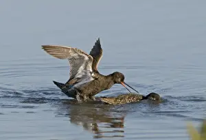 Spotted Redshank Tringa erythropus adult summer fighting Titchwell Norfolk July