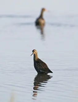 Spotted Redshank Tringa erythropus adult summer Titchwell Norfolk July