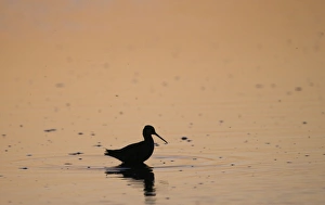 Spotted Redshank Tringa erythropus silhouetted at dusk Titchwell Norfolk July Spotted Redshank Tringa erythropus silhouetted at dusk Titchwell Norfolk July