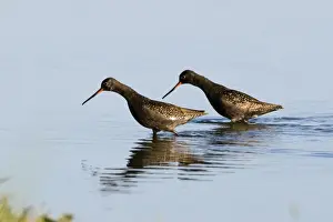 Summer Prints: Spotted Redshanks Tringa erythropus adult summer Norfolk July